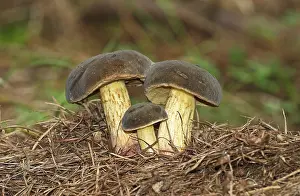 Ciliated starfish (Geastrum fimbriatum)