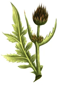 Cinara minor aculeata, Strobeldorn