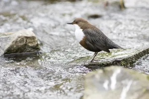 (Cinclus cinclus)