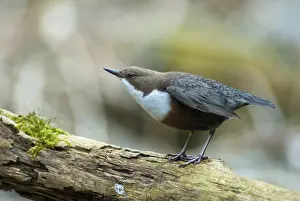 Cinclus cinclus, dippers, dippers