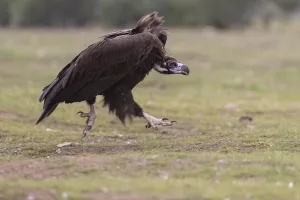 Cinereous vulture (Aegypius monachus)