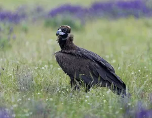 Cinereous vulture (Aegypius monachus)
