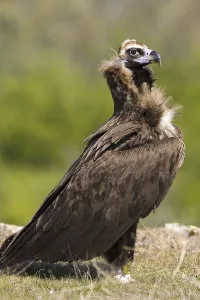 Cinereous Vulture (Aegypius monachus)