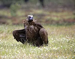 Cinereous vulture (Aegypius monachus) with prey