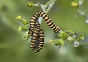 Cinnabar moth (Tyria jacobaeae)