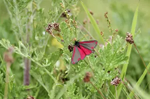 Cinnabar moth (Tyria jacobaeae)