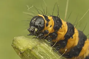 Cinnabar Moth (Tyria jacobaeae) caterpillar