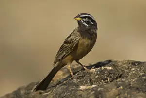 Cinnamon-breasted Bunting (Emberiza tahapisi)