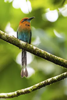 Cinnamon-breasted motmot (Baryphthengus martii)