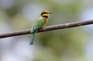 Cinnamon-chested bee-eater (Merops oreobates)