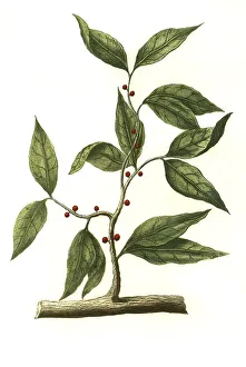 Cinnamon, cinnamon bush, canella