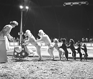 Circus in the 1960s. A woman dog trainer is performing her show together with a group of very well trained poodels