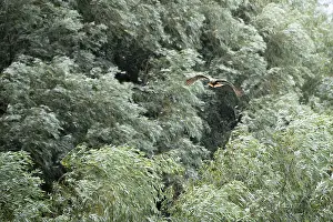 Circus aeruginosus, Tulcea, Romania