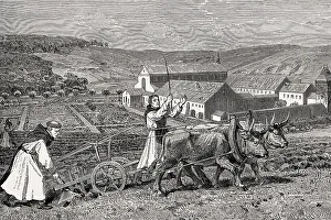 Cistercian monks at the farm work