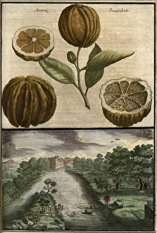 Citrus fruit, aranzi incanelati and view of the Pegnitz near Hallertor