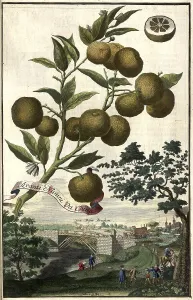 Citrus fruit, Aranzi nanini da china and the Doser bridges