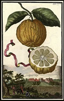 Citrus fruit, Aranzo Cedrato and Spitalhof