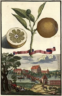 Citrus fruit, Aranzo silvestra and Hummelstein Castle