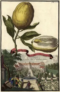 Citrus fruit, Cedrato col Pigolo e Sugo doppio