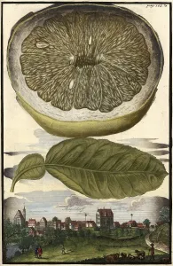 Citrus fruit, lemon and Moegeldorf