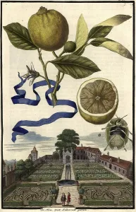 Citrus Fruit, Lima dolce and Garden of Doctor Silberrad