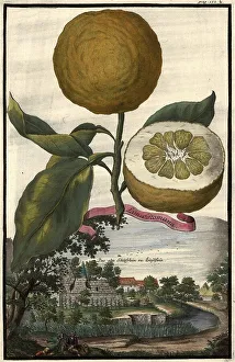 Citrus fruit, Lima romana and the castle of Ziegelstein