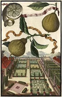 Citrus fruit, Limon Bergamotto and Limon Bergamotto con foglia rizza and garden landscape