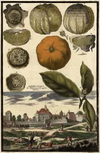 Citrus fruit, Outer area of the Observatory on the Veste