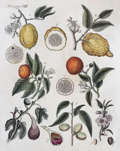Citruses (Citrus), fig (Ficus carica) and almond (Prunus dulcis)