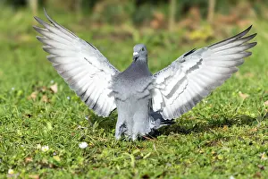 City dove (Columba livia forma domestica) in flight