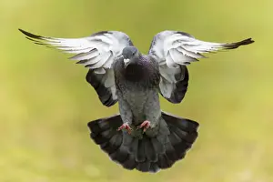 City dove (Columba livia forma domestica) in flight