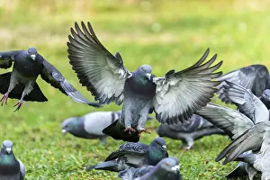 City dove (Columba livia forma domestica) in flight