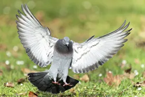City dove (Columba livia forma domestica) in flight