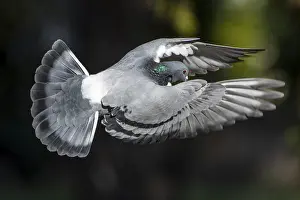 City dove (Columba livia forma domestica) in flight