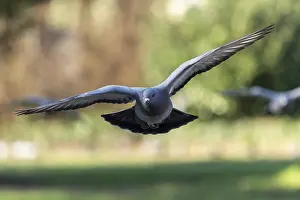 City dove (Columba livia forma domestica) in flight