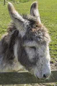 CKoseup of a grey brown donkey head standing at a gate