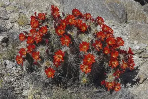 Claret Cup Cactus in Full Bloom (Echinocereus triglochidiatus)