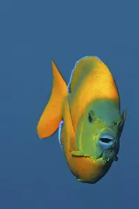 Clarion angelfish (Holacanthus clarionensis)