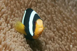 Clark's Anemonefish (Amphiprion clarkii)
