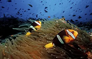 Clark's anemonefish, Amphiprion clarkii