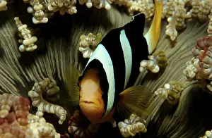 Clark's Anemonefish or Yellowtail Clownfish (Amphiprion clarkii)