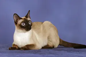 Classic Siamese Cat, seal-point