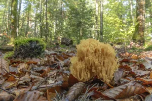 Clavaire mushroom in a mountain forest in autumn
