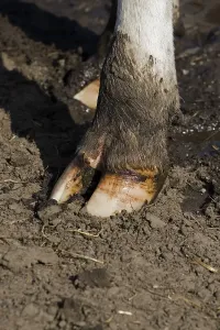 Claw of a cow