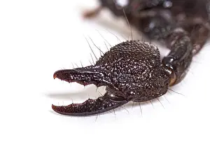 Claw of a Juvenile Emperor scorpion