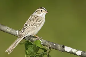 Clay-colored Sparrow (Spizella pallida)