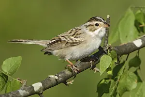 Clay-colored Sparrow (Spizella pallida)