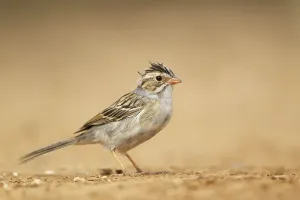 Clay-coloured Sparrow (Spizella pallida) adult