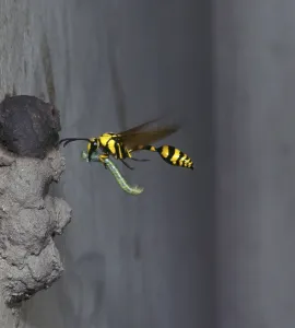 Clay Wasp, social wasp (Vespidae)
