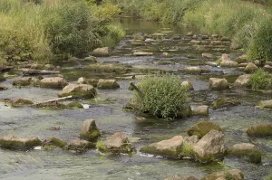 Clean river water flowing over rocks and green algae in a sunny summer day
